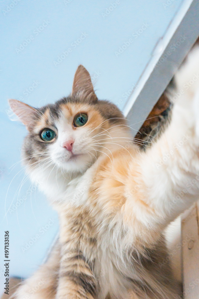 selfie cat at home