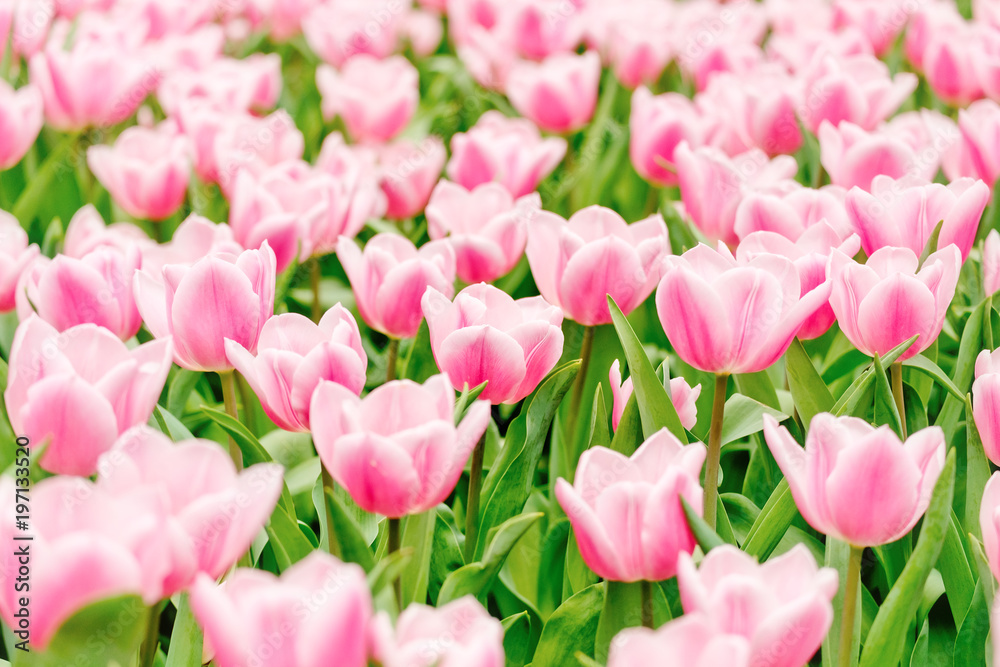 Colorful flowers tulips in the garden