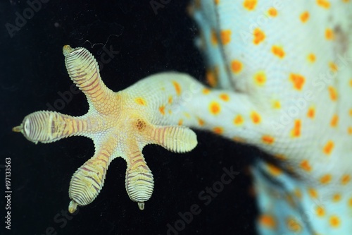gecko life closeup