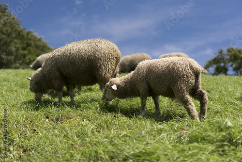 Wallpaper Mural 양떼목장, 강원도 Torontodigital.ca