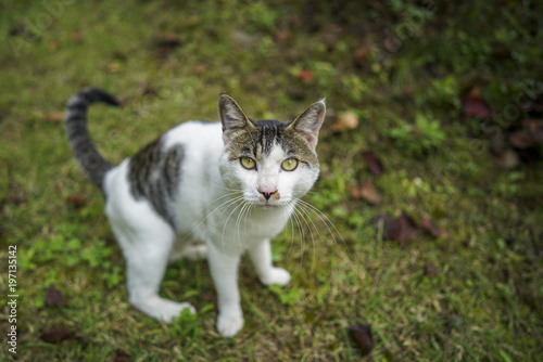 Wallpaper Mural 고양이 Torontodigital.ca