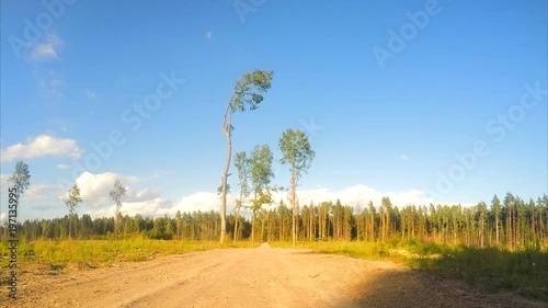 pine trees near the sandy road in the field timelapse