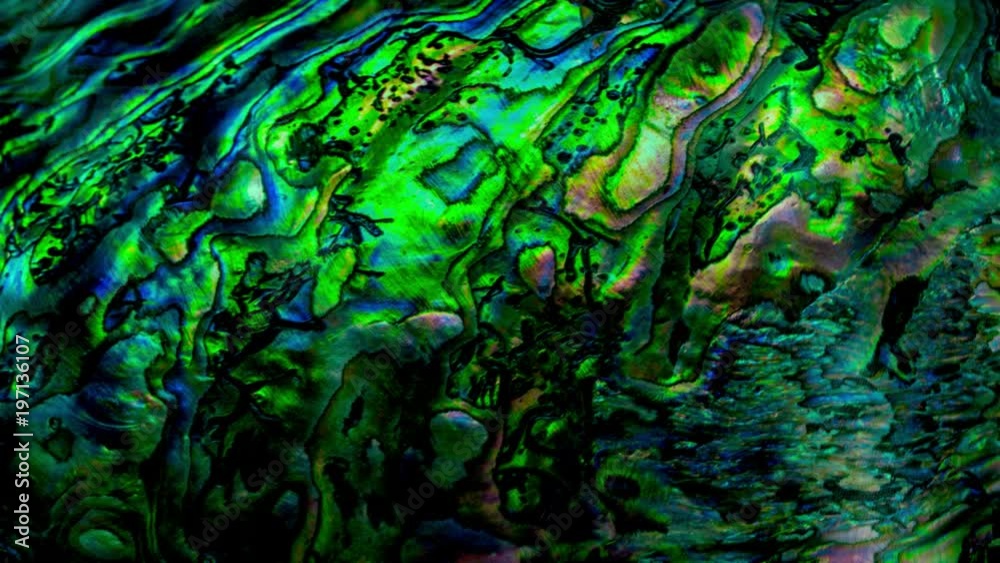 New Zealand paua shell (Haliotis Iris) close up as a luxury background flag blown in the wind. New Zealand paua shell (Haliotis Iris) close up as a luxury background flag blown in the wind.