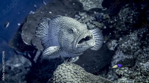 Grouper at a Cleaning Station