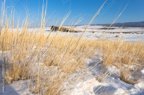 Fototapeta Naklejka Na Ścianę i Meble -  yellow dry grass on the island in winter