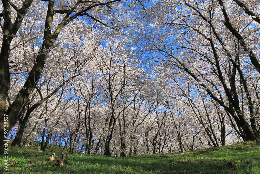 Cherry blossom in Matsumoto Nagano Japan