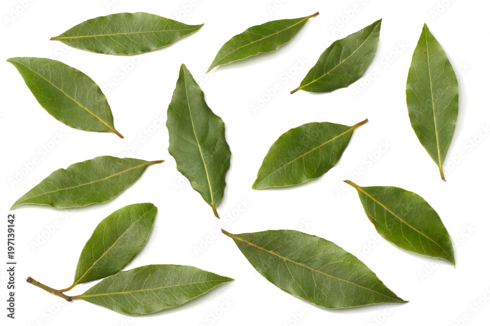 Fototapeta premium Laurel leaves isolated on a white background top view