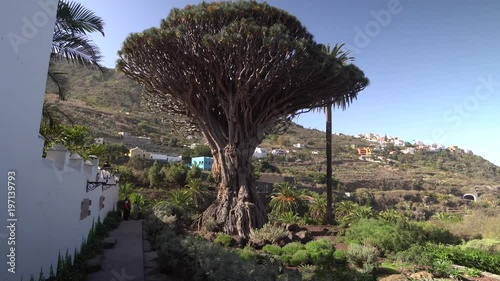 walking near oldest dragon tree at Tenerife Island