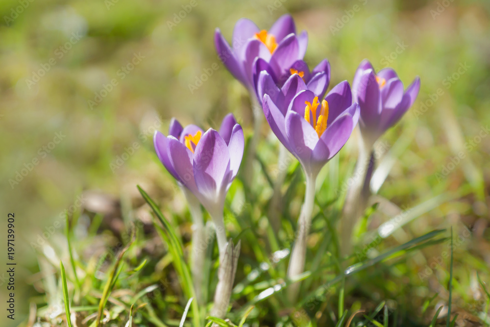 Blooming purple crocus in grass meadow at the beginning of spring, Austria Blooming purple crocus in grass meadow at the beginning of spring, Austria