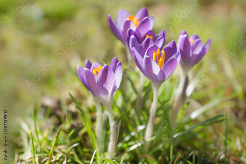 Blooming purple crocus in grass meadow at the beginning of spring, Austria