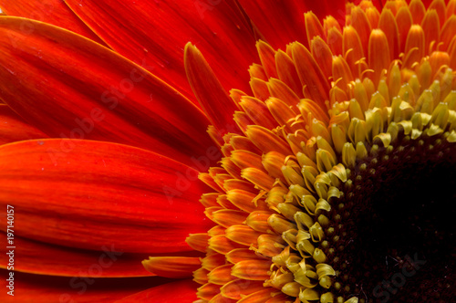 Flower of gerber daisy collection