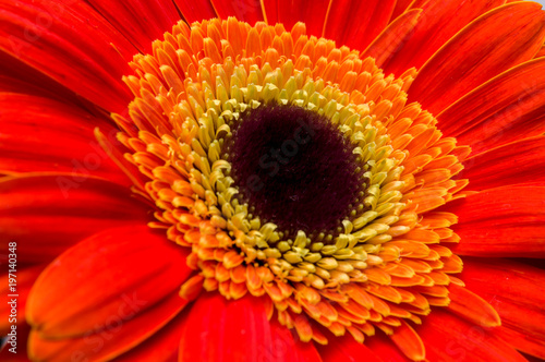 Flower of gerber daisy collection