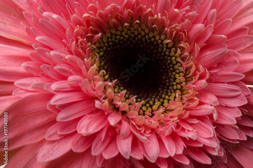 Flower of gerber daisy collection