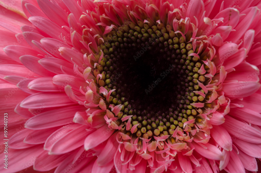 Flower of gerber daisy collection Flower of gerber daisy collection