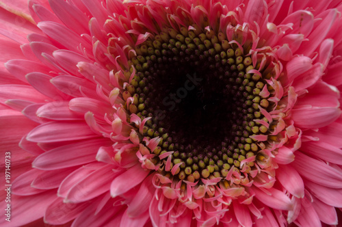 Flower of gerber daisy collection