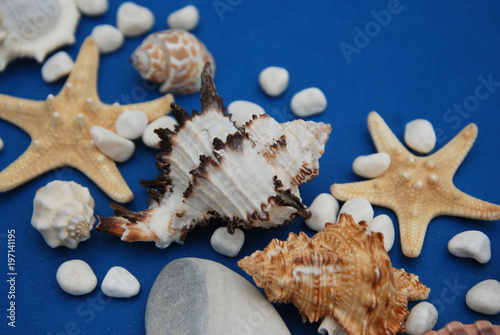 Starfish with Shells and stones Against a Blue Background with Copy Space. Summer Holliday. Nautical, Marrine concept. photo