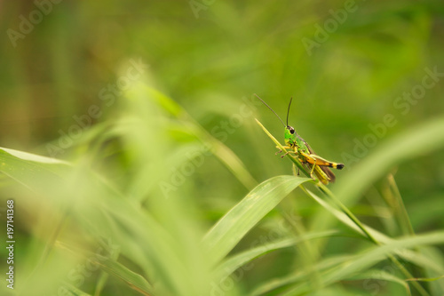  grasshopper © Yurii Ursol