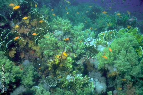 Fototapeta Naklejka Na Ścianę i Meble -  珊瑚と魚