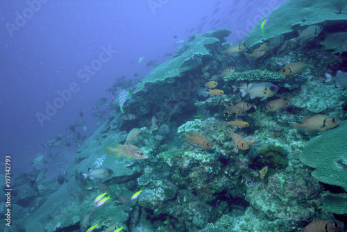 珊瑚礁の魚たち
