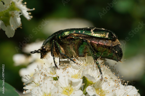 Macro side view of a green Scarab beetle Cetonia on a spirea bush photo