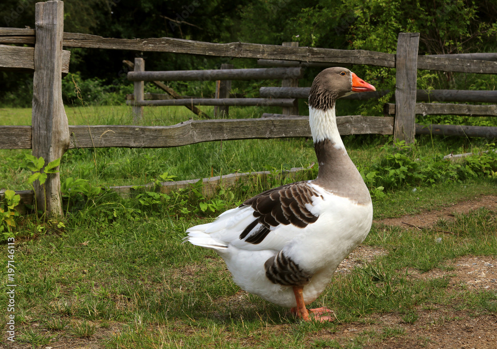 Obraz premium A well-fed domestic goose on the clean grass, near a wooden fence. For the Christmas market.