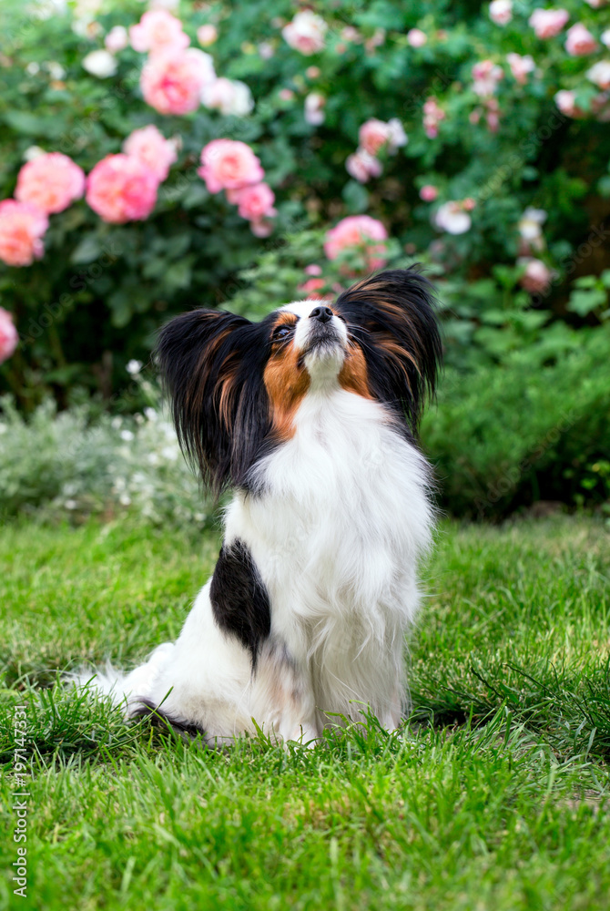 Papillon on the lawn