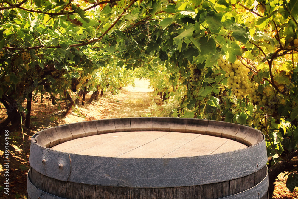 Image of old oak wine barrel in front of wine yard landscape. Useful for product display montage.