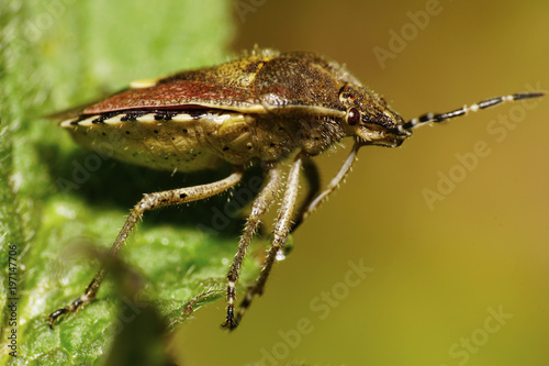 Macro berry caucasian fluffy bug with hanging tabs on the inflorescence green leaf nettle Lamium album photo