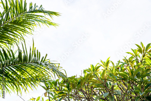 Palm tree leaves and frangipani leaves against sky background. Tropical scenery background.
