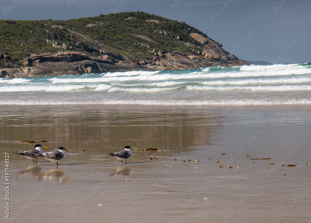 Three terns watching the waves at Squeaky Beach - Wilson's Promontory National Park in Victoria Australia