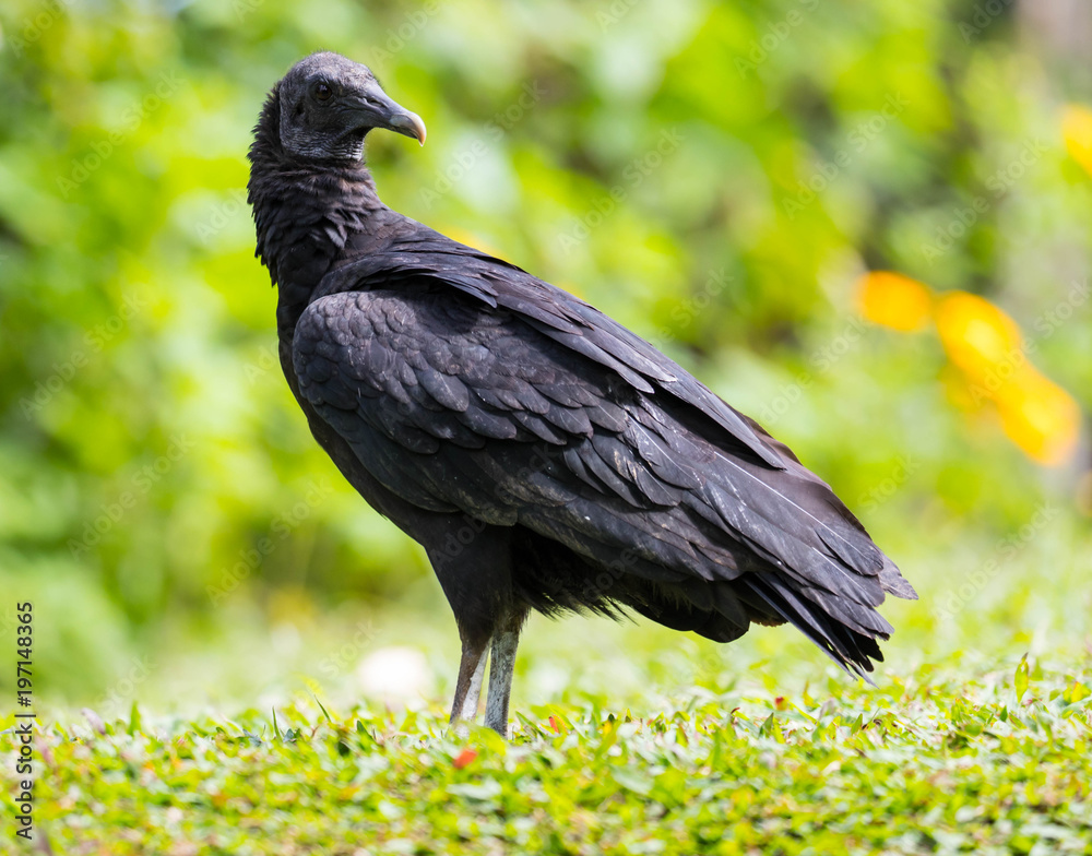 Naklejka premium Schwarzer Geier, Costa Rica