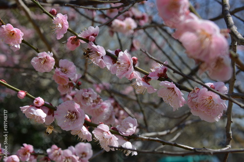 梅 花 flower photo