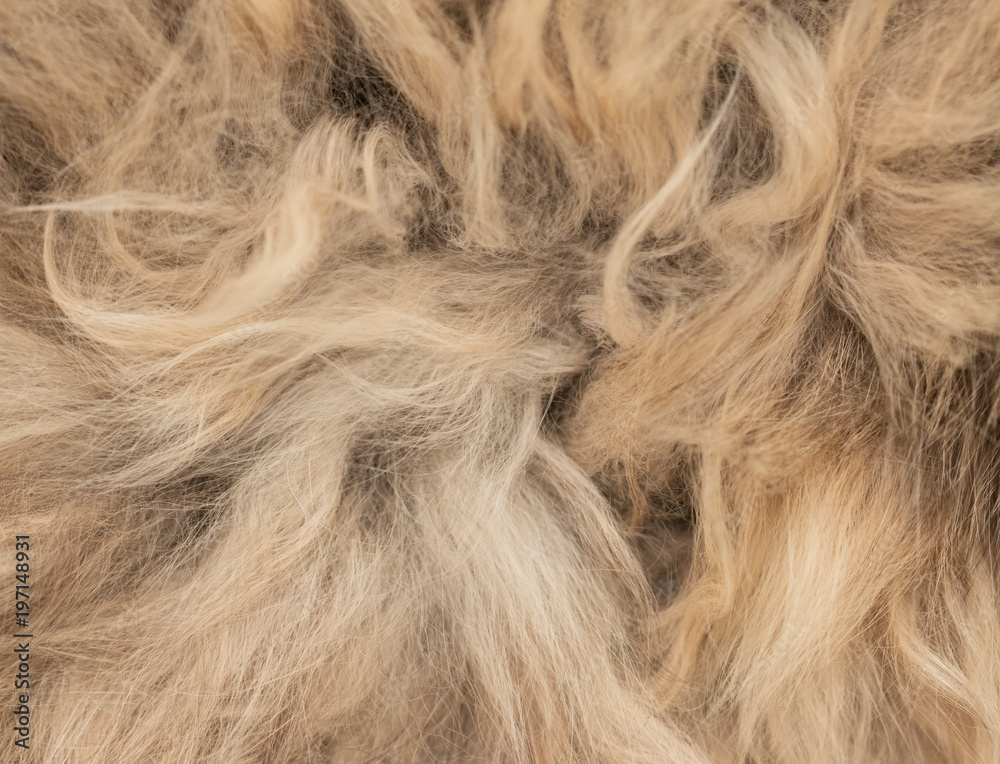 Obraz premium brown wool as background
