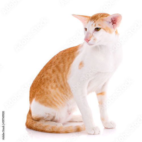 Foto Portrait of a oriental cat bi-color red and white with green eyes