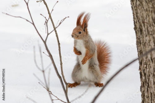 squirrel, animal, winter, snow © Victor