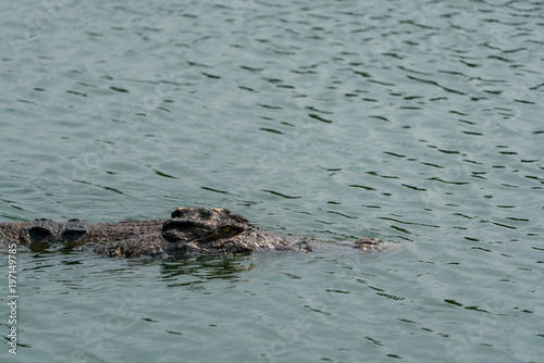 crocodile in the river 