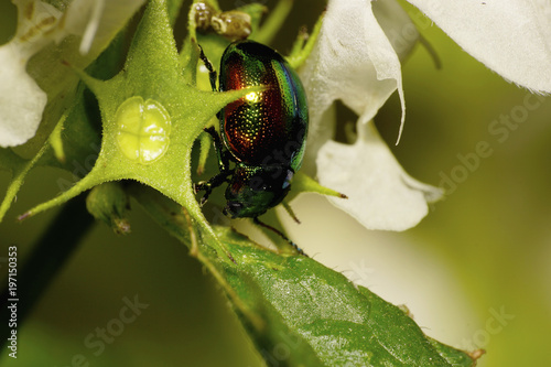 Macro green beetle caucasian man sitting in the inflorescence of white dead-nettle photo