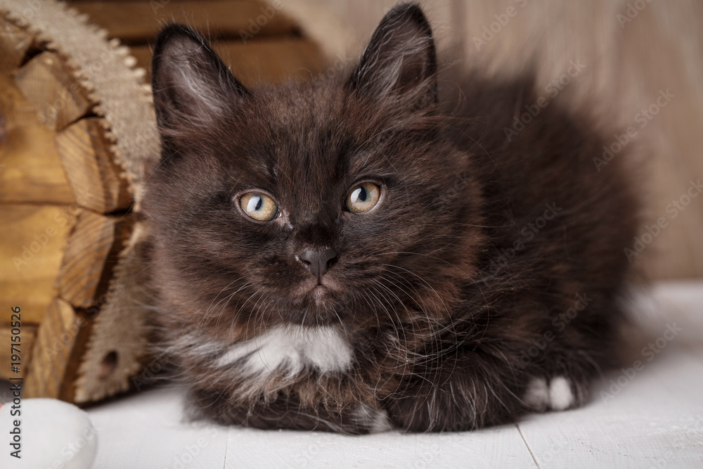 Fototapeta premium Purebred cats. Purebred kitten Kurilian Bobtail