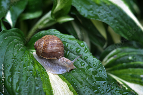 Snail in the garden after the rain on the green leaf.