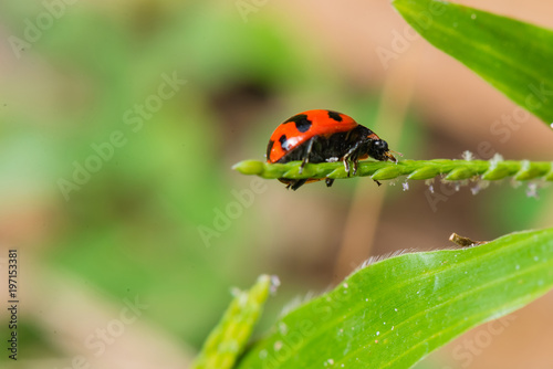 ladybug on green leaf.