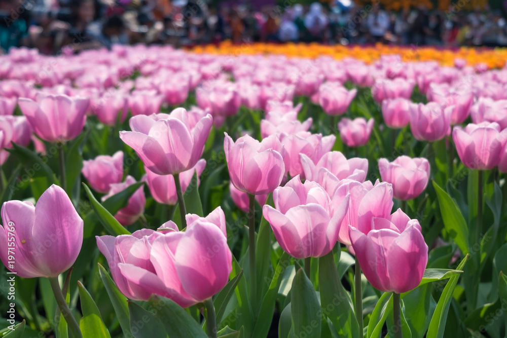 Amazing pink tulips with soft petals on natural floral background. Symbol of love and short term beauty.