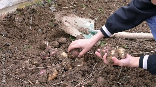Collecting fresh Jerusalem artichoke in a human garden
