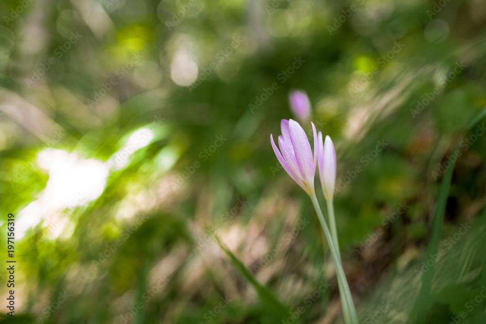 Crocus Vernus, natural flowers found in undergrowth of an alpine forest Crocus Vernus, natural flowers found in undergrowth of an alpine forest