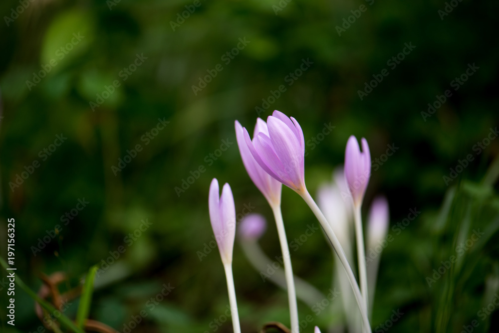 Crocus Vernus, natural flowers found in undergrowth of an alpine forest