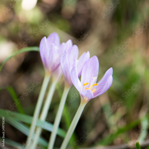Crocus Vernus  natural flowers found in undergrowth of an alpine forest