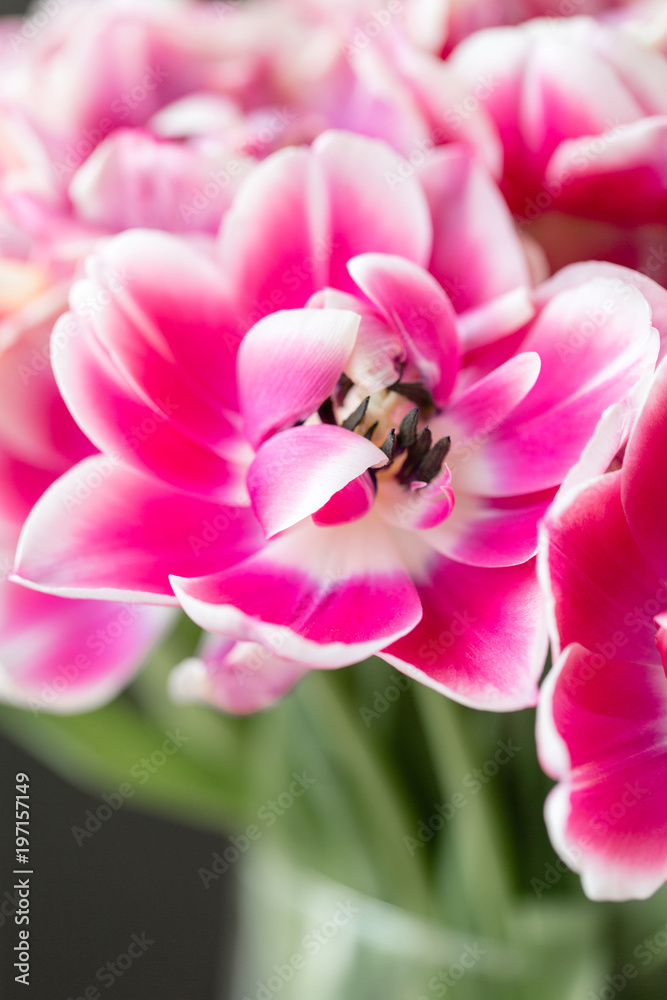 Tulips of pink and white color opened. Big buds of multicoloured tulips. Floral natural backdrop. Bicolour tulips filled picture. Unusual flowers, unlike the others. Shallow focus. Tulips of pink and white color opened. Big buds of multicoloured tulips. Floral natural backdrop. Bicolour tulips filled picture. Unusual flowers, unlike the others. Shallow focus.