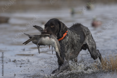A duck hunting, dog with a Drake Pintail