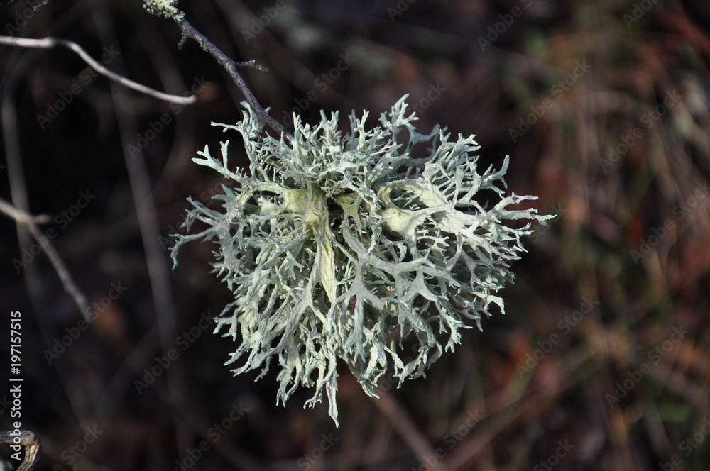 Lichen on tree branch. Lichen grows on rotten wood Lichen on tree branch. Lichen grows on rotten wood