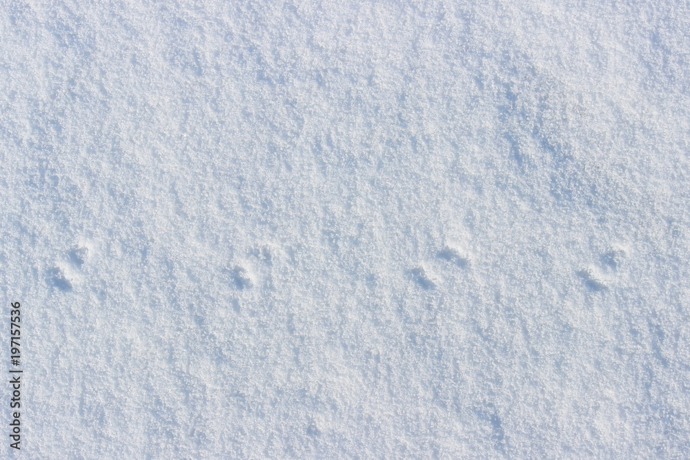 traces of a small mouse on white snow in the winter.