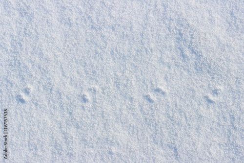 traces of a small mouse on white snow in the winter.